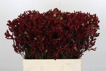 Vollsortiment - Anigozanthos rot - 10 Stiele